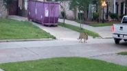 World News | Tiger Named 'India' Remains Missing in US State of Texas