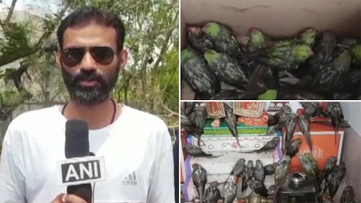 Cyclone Tauktae Aftermath: Parrots and Other Birds Rescued by Locals in Gujarat’s Amreli As Trees Fall Due to Heavy Rainfall (See Pics)