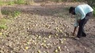 Cyclone Tauktae Damages Mango Trees, Ruins Farmers in Gujarat's Amreli (See Pics)
