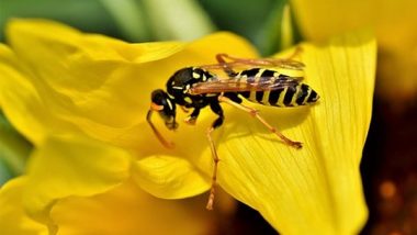 Science News | Pollen-sized Technology Protects Bees from Deadly Insecticides: Study