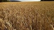 India News | 406.76 LMT Wheat Procured Against Last Year Corresponding Purchase of 360.28 LMT