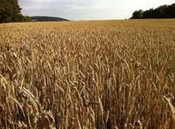 India News | 406.76 LMT Wheat Procured Against Last Year Corresponding Purchase of 360.28 LMT