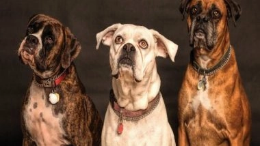 Lifestyle News | Dogs' Aggressive Behavior Towards Humans Often Caused by Fear
