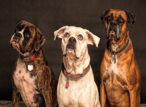 Lifestyle News | Dogs' Aggressive Behavior Towards Humans Often Caused by Fear