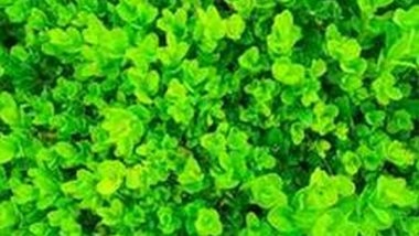 Science News | Study Finds What Makes Plant Cell Walls Both Strong and Extensible