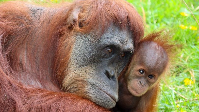 National Endangered Species Day 2021: Know Date, History and Significance of the Day Raising Awareness About Endangered Species