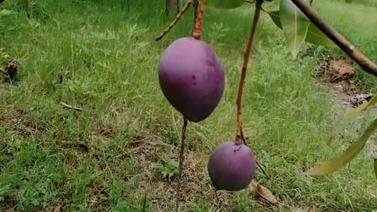 Madhya Pradesh: Couple Deploys 4 Guards, 6 Dogs to Protect 2 Trees of World’s Most Expensive Miyazaki Mangoes in Jabalpur