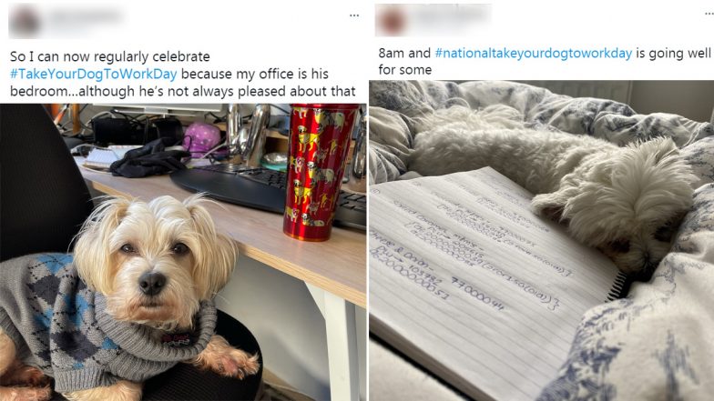 National Take Your Dog to Work Day 2021: Netizens Share Adorable Photos ...