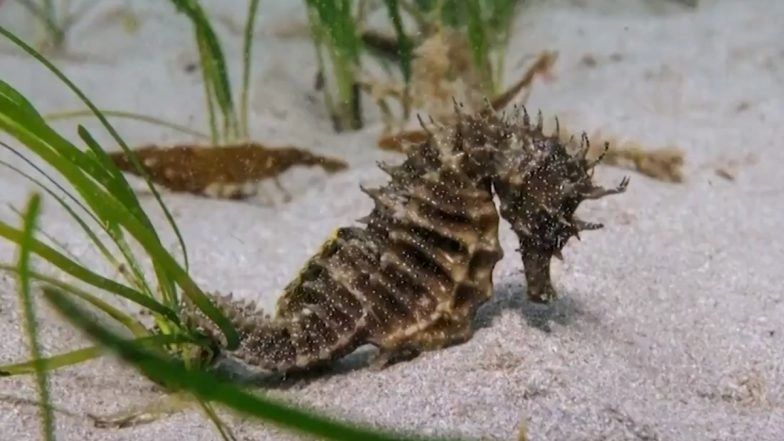Rare Seahorse That Was Spotted During Seagrass Habitat Monitoring Dive at Plymouth Sound (Watch Video)