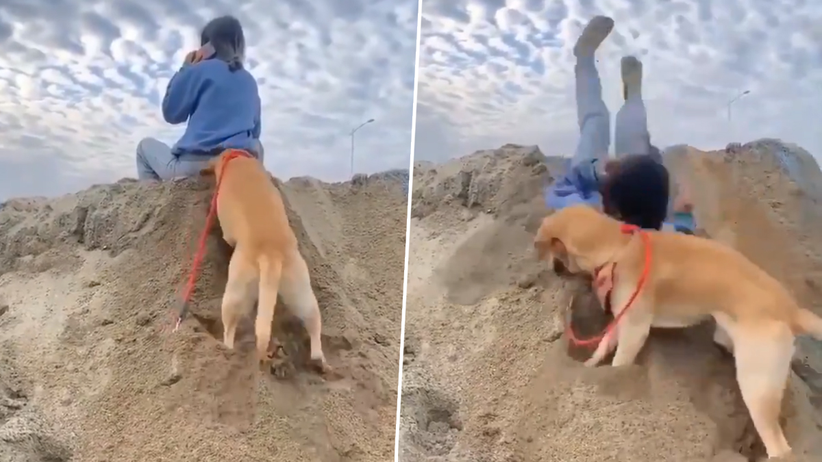 A Funny Video of a Dog Irritating his Owner to Grab Attention Will Make You Laugh Out Loud; WATCH