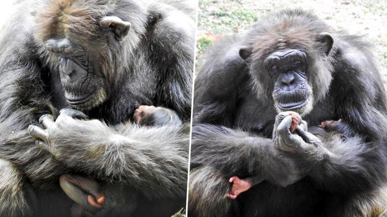 Gowri, A Chimpanzee Delivers Baby at Chennai’s Vandalur Zoo After Many Years of Struggle; See PHOTOS