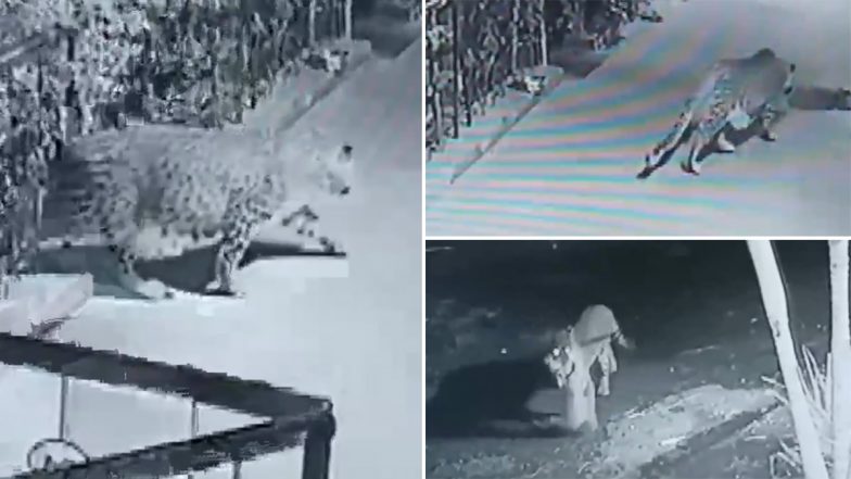 Leopard Hunts a Pet Dog Sleeping Outside a House in Nashik; Watch Spine-Chilling Video