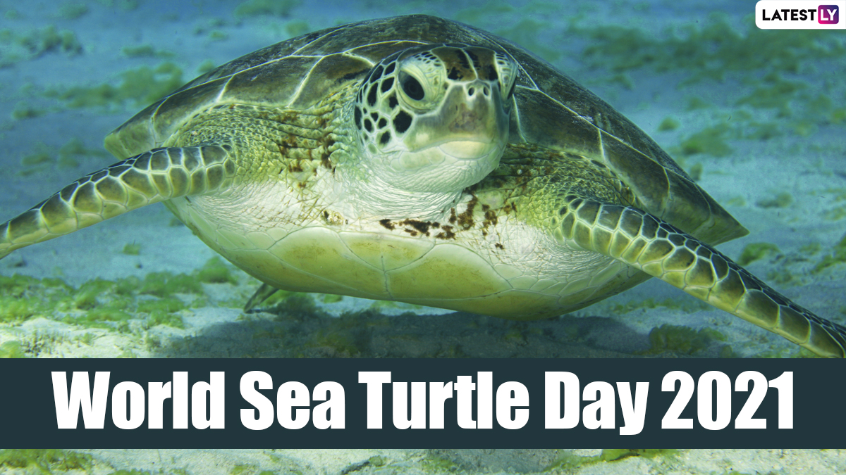 World Sea Turtle Day 21 5 Super Interesting Facts About Sea Turtles To Raise Awareness About The Importance To Protecting These Endangered Species Fresh Headline