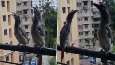 Indian Grey Hornbill Birds Spotted in Mumbai, Twitter User Shares Spectacular Video