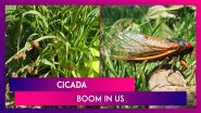 Cicada Boom In US, Once In 17 Year Event As Brood X Emerge In Billions To Mate: All About It