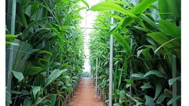 Business News | A S Agri and Aqua LLP - Pioneering Force Behind Hi-Tech Soil-Based Vertical Farming in India