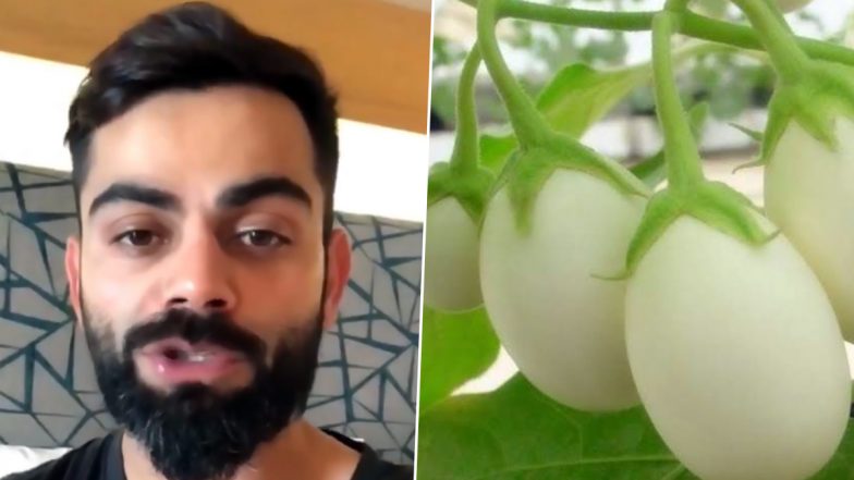 Virat Kohli Claims To Be 'Vegetarian' Not 'Vegan', Netizens Continue Trolling Indian Captain For Including Eggs In His Diet