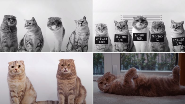 BTS Butter Version Featuring Cats Is a Purrfect Rendition if You Love ...