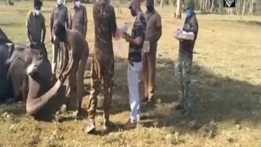 India News | 28 Elephants Undergo COVID-19 Test in TN's Mudumalai Reserve