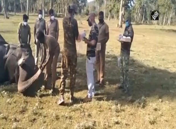 India News | 28 Elephants Undergo COVID-19 Test in TN's Mudumalai Reserve