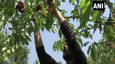 India News | Cherry Harvesting Begins in Kashmir Valley After Covid Restrictions Relaxed