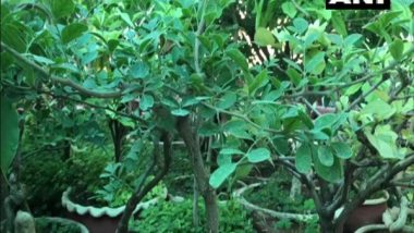 Madhya Pradesh: Sohan Lal Dwivedi Creates Mini Forest on Terrace With Over 2,500 Bonsais in Jabalpur