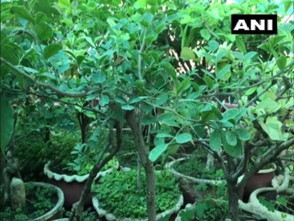 Sohan Lal Dwivedi Creates Mini Forest on Terrace with over 2,500 Bonsais in Jabalpur