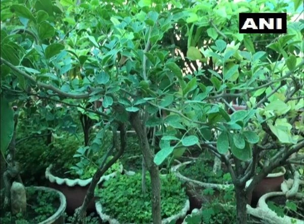 Madhya Pradesh: Sohan Lal Dwivedi Creates Mini Forest on Terrace With Over 2,500 Bonsais in Jabalpur