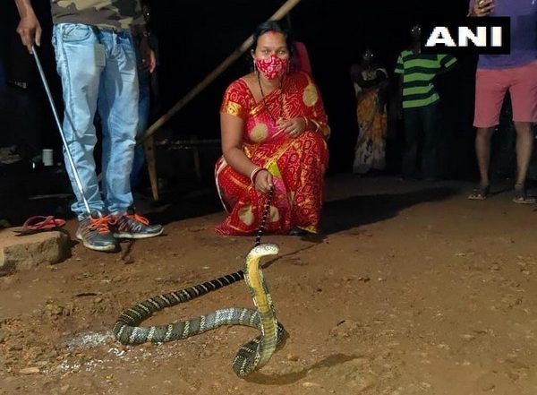 8-Foot Long King Cobra Rescued by Woman in Odisha’s Mayurbhanj
