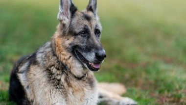 Entertainment News | Joe Biden Announces Death of 'beloved' Family Dog Champ