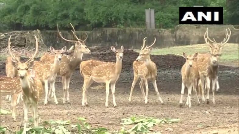 Black Panther, Lioness, Deer Give Birth to Healthy Cubs at Assam State Zoo in Guwahati