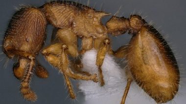 Two New Species of Small-Colony-Forming Ants Discovered in Mizoram Forests for First Time