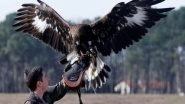 Science News | Golden Eagles May Use Turbulence to Accelerate: Study