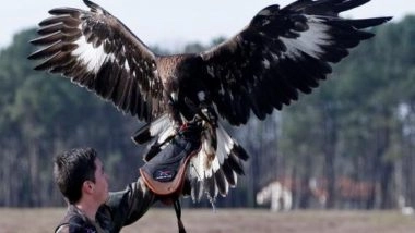 Science News | Golden Eagles May Use Turbulence to Accelerate: Study