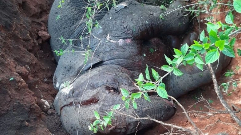 No Foul Play in 18 Wild Elephants’ Death in Nagaon District, Says Probe Panel