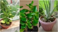 Gardening Tips and Tricks: How To Take Care of Money Plant, Jade Plant and Aloe Vera Plant at Home