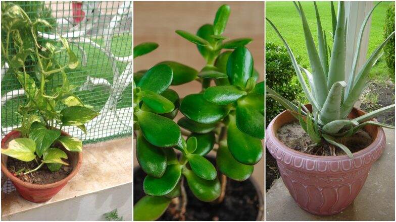 Gardening Tips and Tricks: How To Take Care of Money Plant, Jade Plant ...