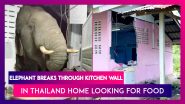 Elephant In The Room: Wild Pachyderm Breaks Through Kitchen Wall In Thailand Home Looking For Food