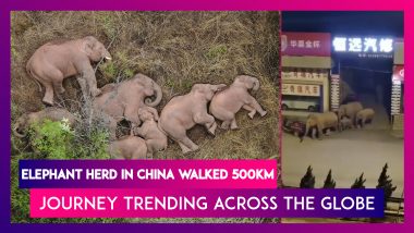 Elephant Herd In China Has Walked 500km And Their Journey Is Trending Across The Globe