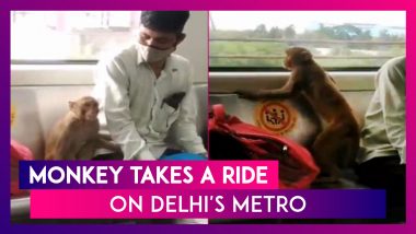 Monkey Takes A Ride On Delhi’s Metro With Commuters, No Harm Caused; Act Caught On Camera