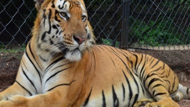 India News | LaCONES-CCMB Releases Guidelines for COVID-19 Testing in Zoo Animals