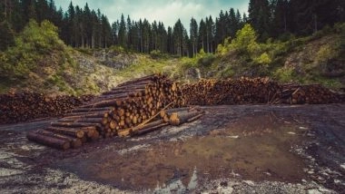 World News | Rapid Deforestation Puts Pakistan's Climate Policies in Jeopardy