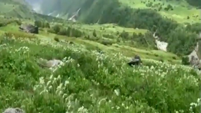 'Valley of Flowers' in Uttarakhand's Chamoli Opens for Visitors, Negative RT-PCR Report Mandatory (Watch Video)