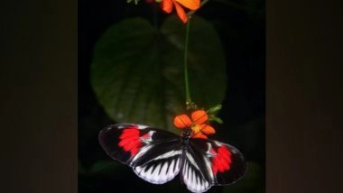 Science News | Butterflies at Risk from Excess Nitrogen: Study