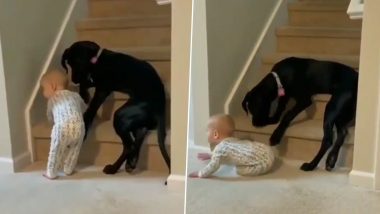 An Adorable Video of a Dog Protecting Toddler From Climbing Stairs Will Melt Your Heart; WATCH