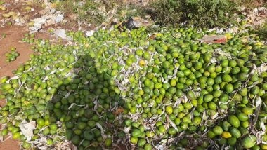 India News | Karnataka: Farmers Dump Tonnes of Mangoes on Roadside as Prices Fall