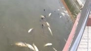 India News | Dip in Oxygen Level, High Organic Load Reason Behind Dead Floating Fishes in Guwahati Pond: Officials