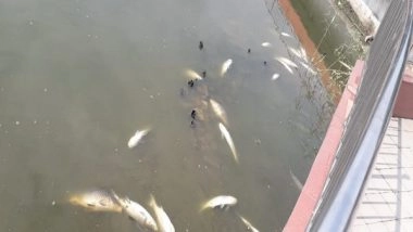 India News | Dip in Oxygen Level, High Organic Load Reason Behind Dead Floating Fishes in Guwahati Pond: Officials