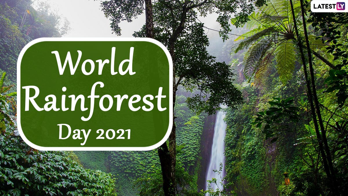 World Rainforest Day 21 Know Interesting Facts About Ecological Powerhouses That S Home Of Half Of World S Plant And Animal Species Fresh Headline