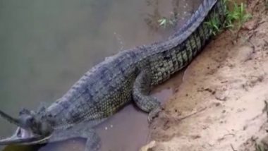 India News | Odisha Becomes Only State to Have All Three Species of Crocodiles